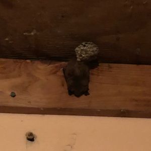 Meet your Posher, Peter